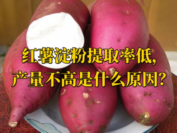 紅薯淀粉提取率低，產(chǎn)量不高是什么原因？